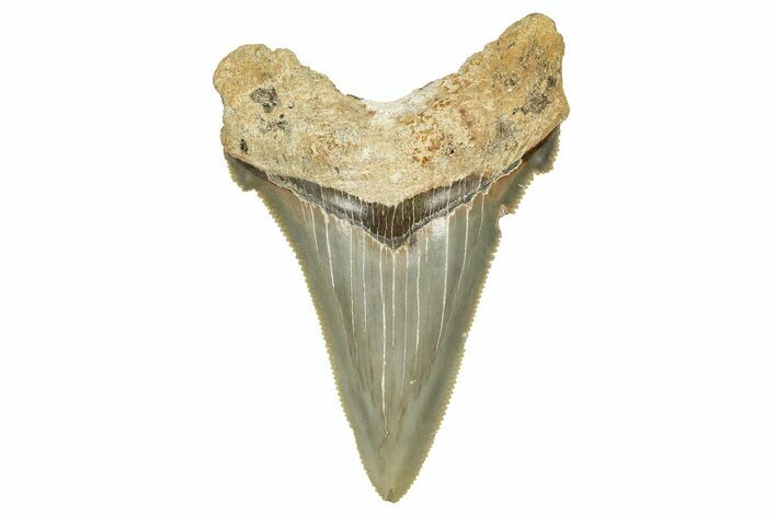 Serrated Angustidens Tooth - Megalodon Ancestor #370063